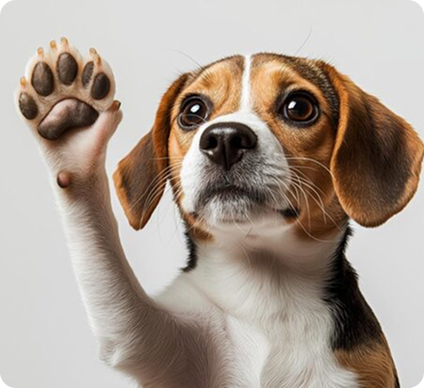Pet Gallery