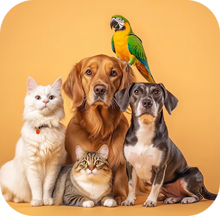 Pet Gallery