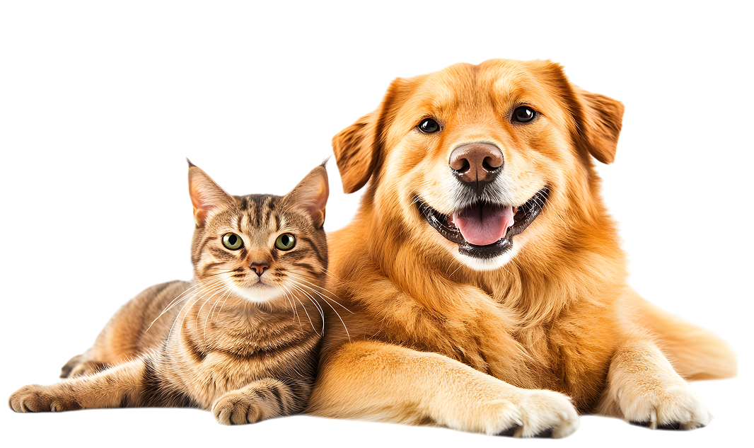 Happy golden retriever tabby cat